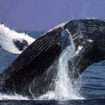 Humpback-Whale